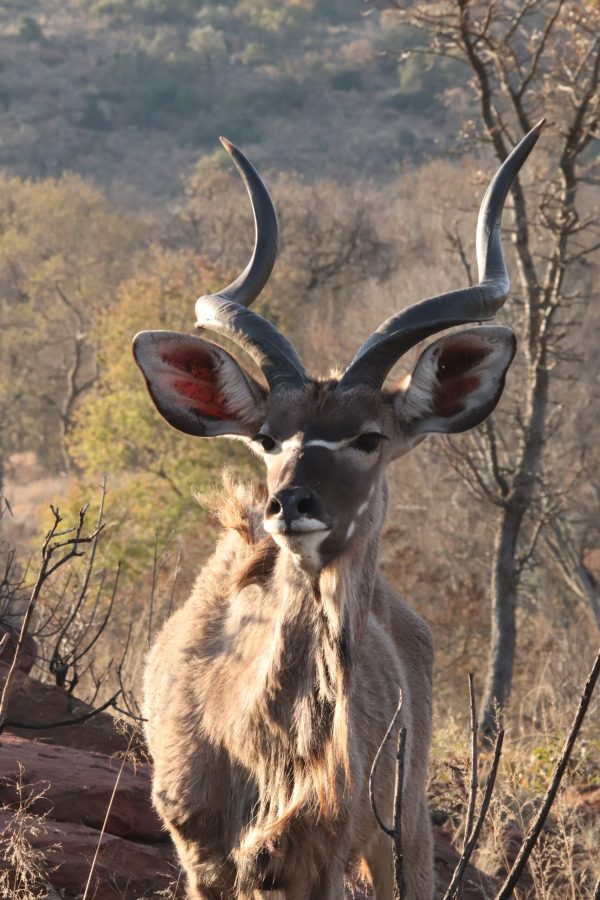 Kudu